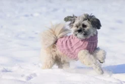 Designed By Lotte Hondentrui Haida Roze -Exporteren AvoDierenRuiter winkel 0766671 sfeer3