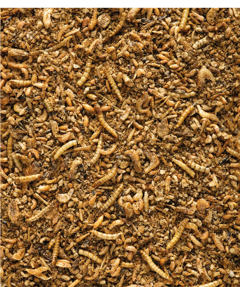 Versele-Laga NutriBird Insect Patee Premium 2 Kg 2 Versele-Laga NutriBird Insect Patee Premium 2 Kg - Afbeelding 2