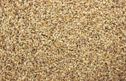 Paddy 25 Kg 5 Paddy 25 Kg -Exporteren AvoDierenRuiter winkel 8711447200336 2