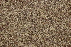 Wildzangzaad 20 Kg 5 Wildzangzaad 20 Kg -Exporteren AvoDierenRuiter winkel 8715207100188 2