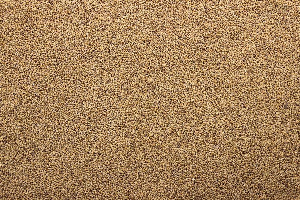 Panicum - Senegalgierst 20 Kg 3 Panicum - Senegalgierst 20 Kg - Afbeelding 3