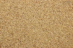 Milletzaad Wit 20 Kg -Exporteren AvoDierenRuiter winkel 8715207101130 2