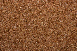 Milletzaad Rood 20 Kg 5 Milletzaad Rood 20 Kg -Exporteren AvoDierenRuiter winkel 8715207101147 2