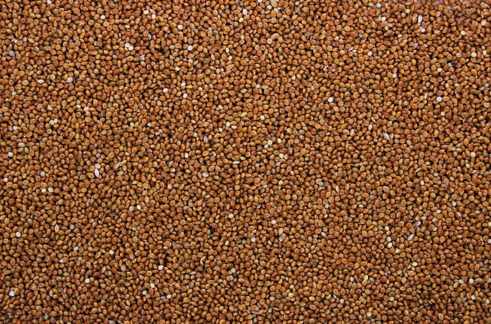 Milletzaad Rood 20 Kg 3 Milletzaad Rood 20 Kg - Afbeelding 3