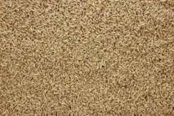 Haver Gepeld 20 Kg 5 Haver Gepeld 20 Kg -Exporteren AvoDierenRuiter winkel 8715207102410 2