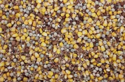 Populair Duivenvoer 20 Kg 5 Populair Duivenvoer 20 Kg -Exporteren AvoDierenRuiter winkel 8715207200819 2