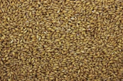 Gerst I 20 Kg -Exporteren AvoDierenRuiter winkel 8715207200918 2