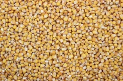 Mais Franse Heel 20 Kg -Exporteren AvoDierenRuiter winkel 8715207201229 2