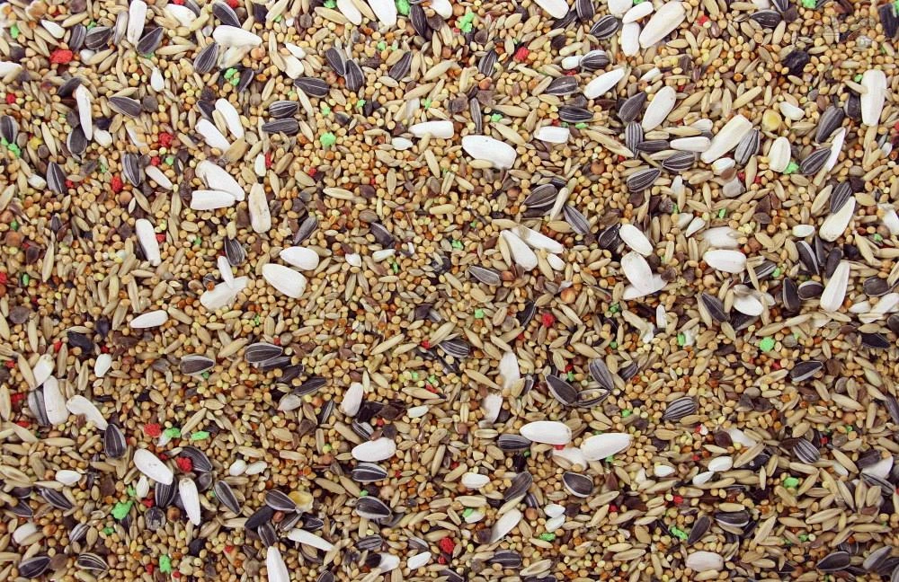 Grote Parkiet - Valkparkiet 4,5 Kg 2 Grote Parkiet - Valkparkiet 4,5 Kg - Afbeelding 2