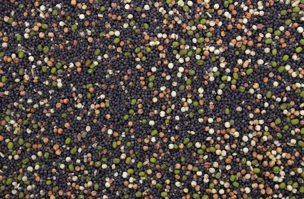 Kiemzaad 5 Kg 2 Kiemzaad 5 Kg - Afbeelding 2