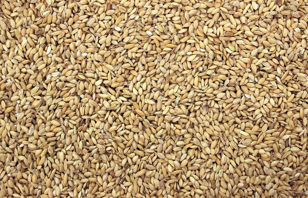 Paddy 4 Kg 2 Paddy 4 Kg - Afbeelding 2