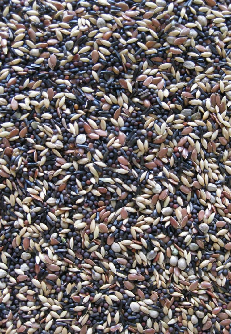 Deli Nature Premium Sijsjes 4 Kg 2 Deli Nature Premium Sijsjes 4 Kg - Afbeelding 2