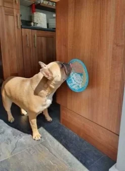 Lickimat Splash Turquoise 19 Cm 5 Lickimat Splash Turquoise 19 Cm -Exporteren AvoDierenRuiter winkel Lickimat 3