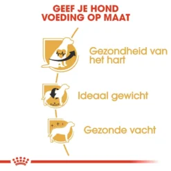 Royal Canin Hondenvoer Cavalier King Charles Adult 3 Kg 5 Royal Canin Hondenvoer Cavalier King Charles Adult 3 Kg -Exporteren AvoDierenRuiter winkel RJ1T49 I