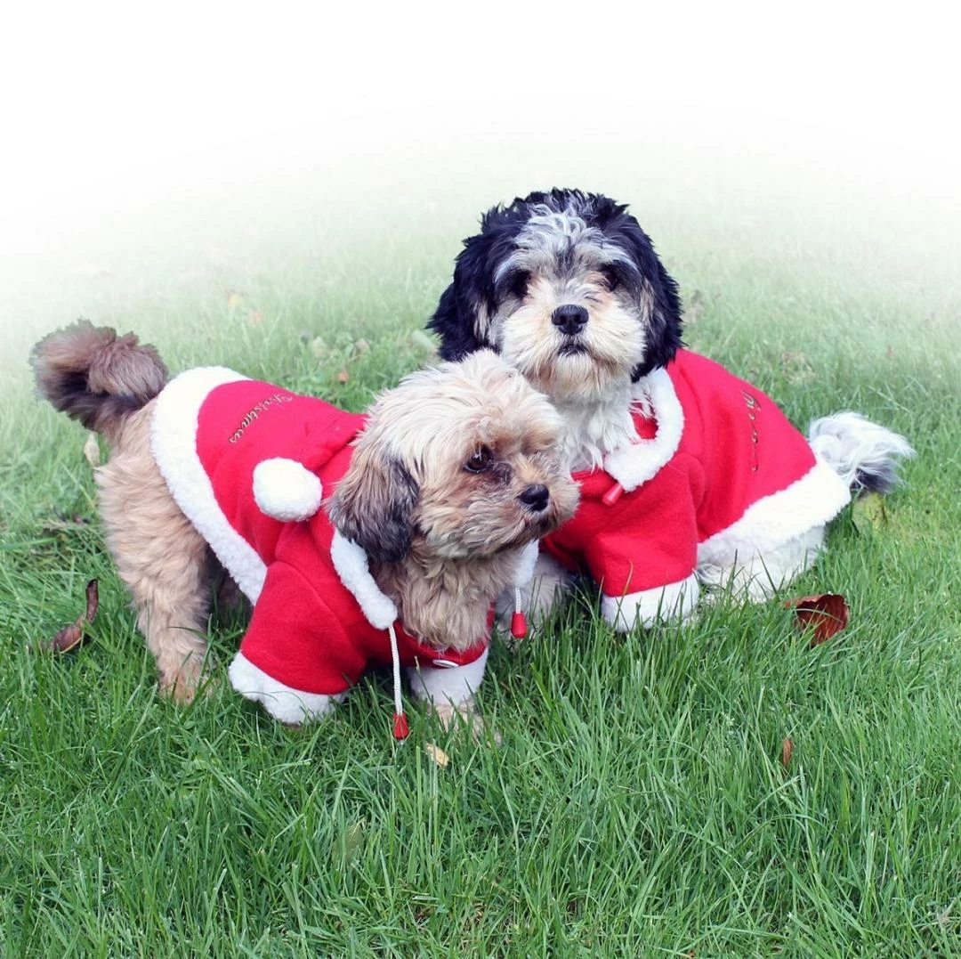 QHP Kerstjas Voor Honden 1 QHP Kerstjas Voor Honden