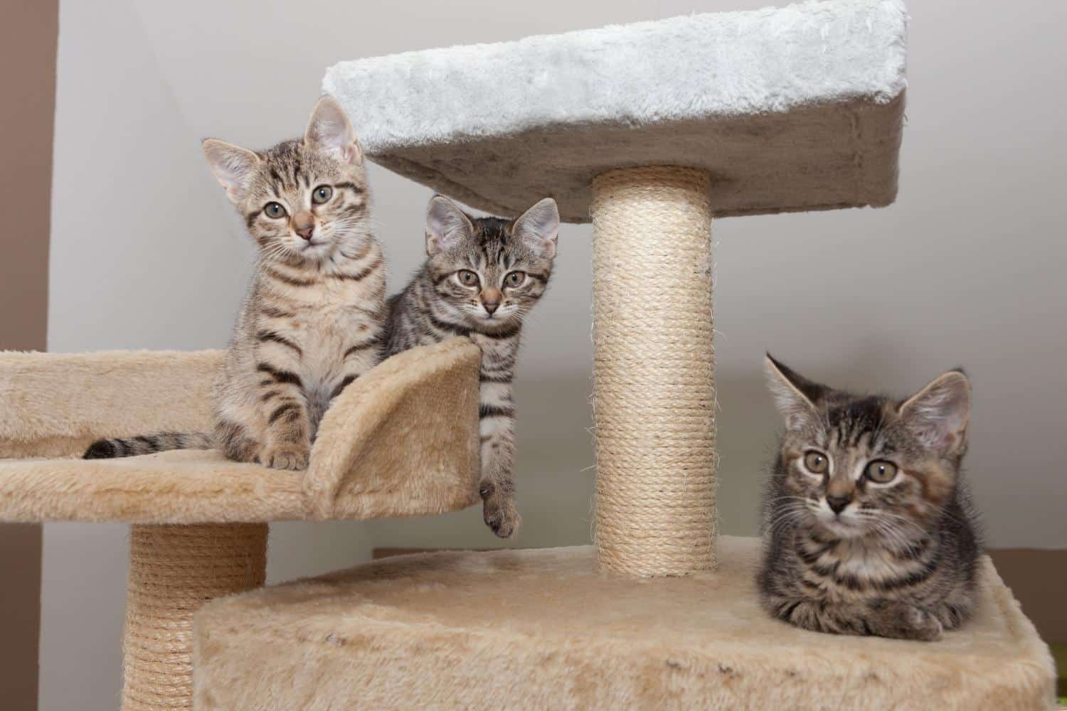 Exporteren AvoDierenRuiter winkel -Exporteren AvoDierenRuiter winkel krabpalen en krabmeubelen categorie foto 1