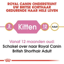Royal Canin Kattenvoer British Shorthair Kitten 2 Kg 7 Royal Canin Kattenvoer British Shorthair Kitten 2 Kg -Exporteren AvoDierenRuiter winkel royal canin british shorthair kitten kitten kat brits korthaar hero image 8 1