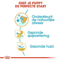 Royal Canin Hondenvoer French Bulldog Puppy 10 Kg 6 Royal Canin Hondenvoer French Bulldog Puppy 10 Kg -Exporteren AvoDierenRuiter winkel royal canin french bulldog junior pup hond franse bulldog hero usp
