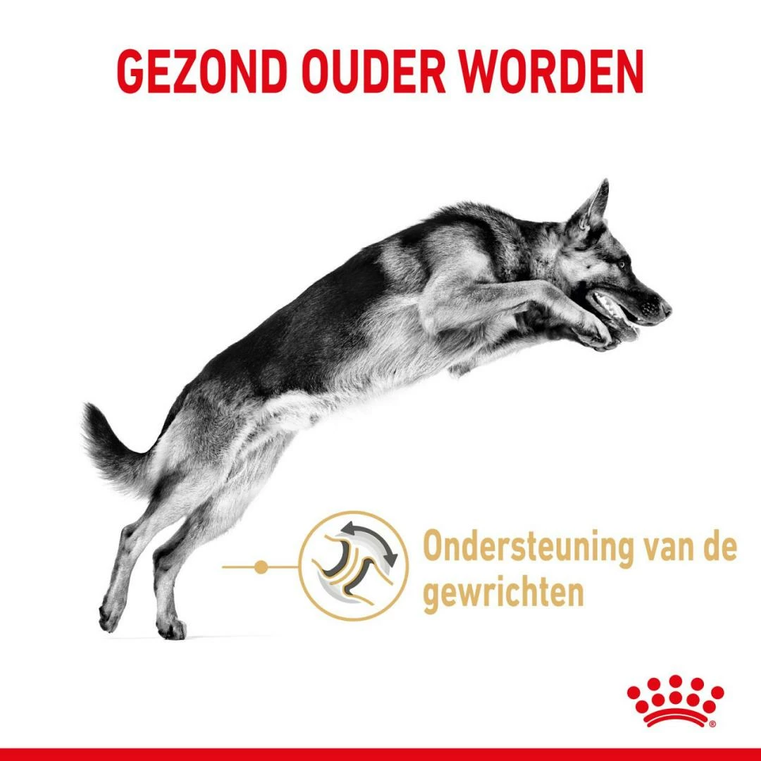 Royal Canin Hondenvoer German Shepherd Adult 5+ 12 Kg 3 Royal Canin Hondenvoer German Shepherd Adult 5+ 12 Kg - Afbeelding 3