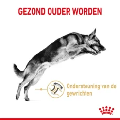 Royal Canin Hondenvoer German Shepherd Adult 5+ 3 Kg 5 Royal Canin Hondenvoer German Shepherd Adult 5+ 3 Kg -Exporteren AvoDierenRuiter winkel royal canin german shepherd adult volwassen hond duitse herder vanaf 5 jaar hero usp