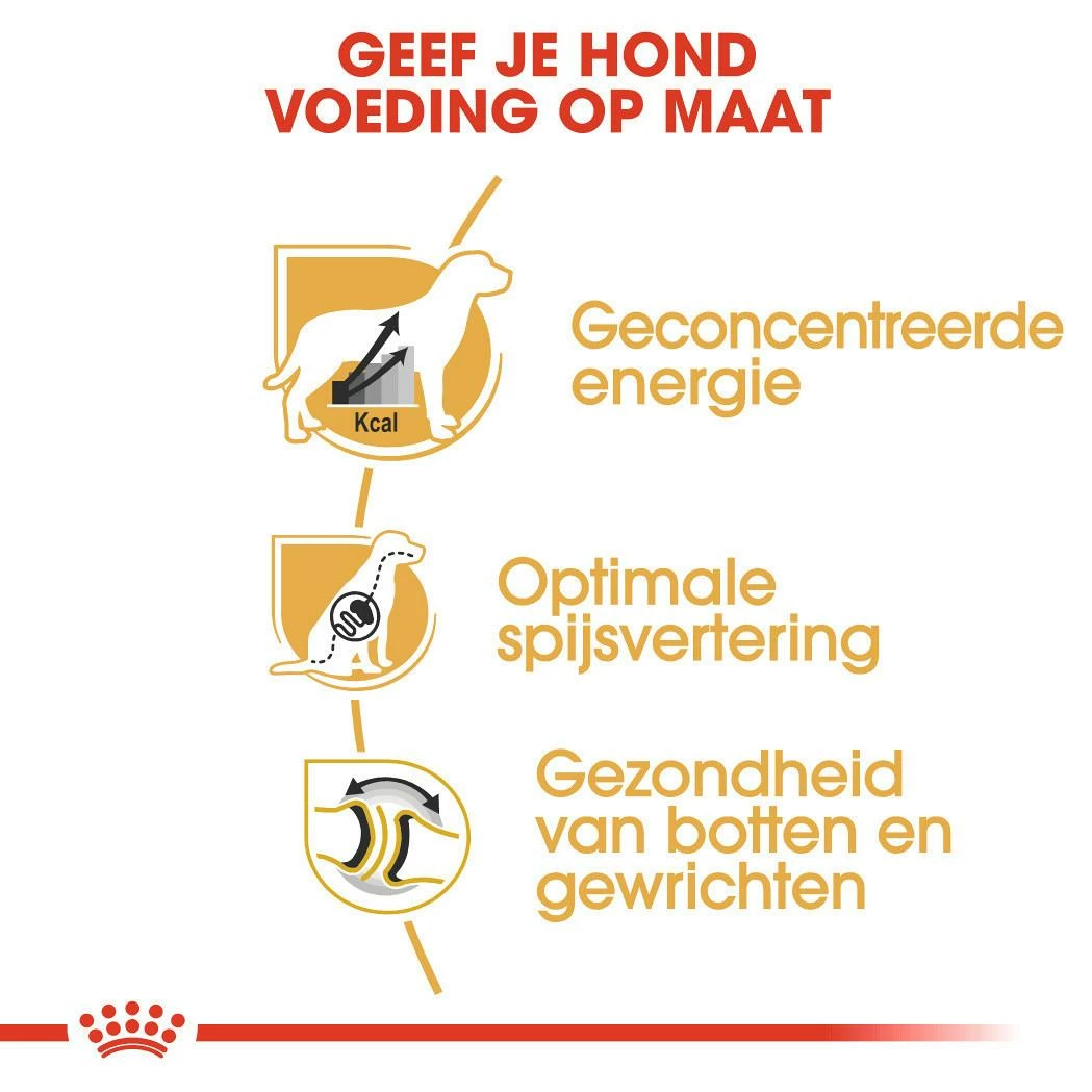 Royal Canin Hondenvoer Great Dane Adult 12 Kg 3 Royal Canin Hondenvoer Great Dane Adult 12 Kg - Afbeelding 3