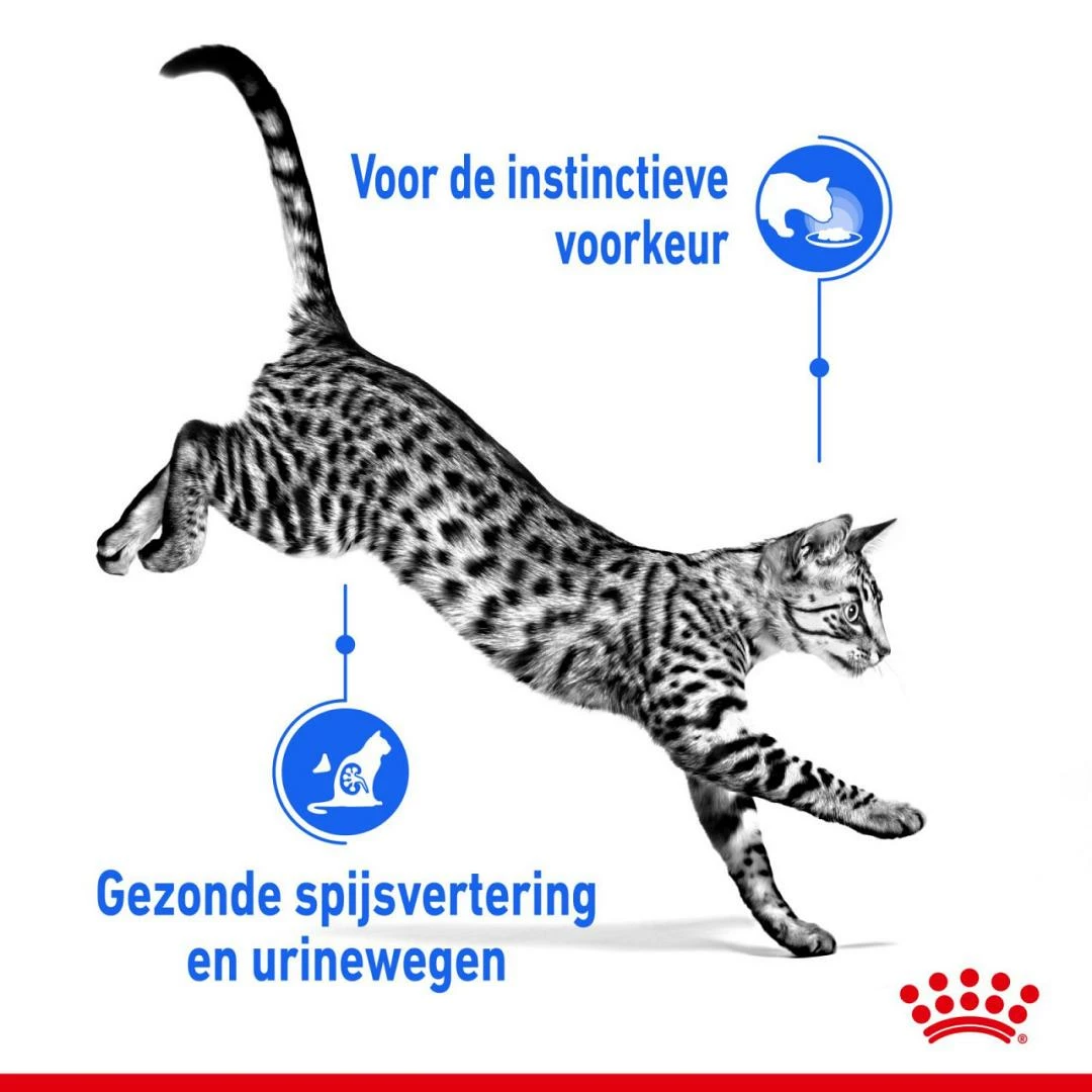 Royal Canin Kattenvoer Indoor In Jelly 12 X 85 Gr 4 Royal Canin Kattenvoer Indoor In Jelly 12 X 85 Gr - Afbeelding 4