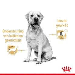 Royal Canin Hondenvoer Labrador Adult 10 X 140 Gr -Exporteren AvoDierenRuiter winkel royal canin labrador retriever adult natvoer volwassen hond labrador vanaf 15 maanden hero usp