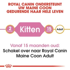 Royal Canin Kattenvoer Maine Coon Kitten 2 Kg -Exporteren AvoDierenRuiter winkel royal canin maine coon kitten kitten kat maine coon hero image 8 1