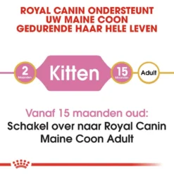 Royal Canin Kattenvoer Maine Coon Kitten 10 Kg 7 Royal Canin Kattenvoer Maine Coon Kitten 10 Kg -Exporteren AvoDierenRuiter winkel royal canin maine coon kitten kitten kat maine coon hero image 8 2