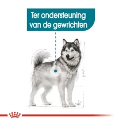 Royal Canin Hondenvoer Joint Care Maxi 10 Kg 7 Royal Canin Hondenvoer Joint Care Maxi 10 Kg -Exporteren AvoDierenRuiter winkel royal canin maxi joint care volwassen hond ondersteuning gewrichten hero breed animal