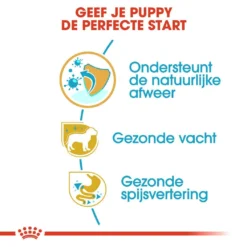 Royal Canin Hondenvoer Poodle Puppy 3 Kg 6 Royal Canin Hondenvoer Poodle Puppy 3 Kg -Exporteren AvoDierenRuiter winkel royal canin poodle junior pup hond poedel hero usp