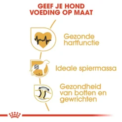 Royal Canin Hondenvoer Rottweiler Adult 3 Kg 5 Royal Canin Hondenvoer Rottweiler Adult 3 Kg -Exporteren AvoDierenRuiter winkel royal canin rottweiler adult volwassen hond rottweiler vanaf 18 maanden hero usp