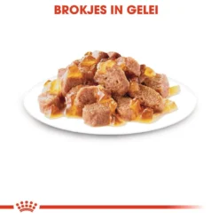 Royal Canin Kattenvoer Sterilised In Jelly 12 X 85 Gr 6 Royal Canin Kattenvoer Sterilised In Jelly 12 X 85 Gr -Exporteren AvoDierenRuiter winkel royal canin sterilised in jelly volwassen kat castratie sterilisatie hero kibble